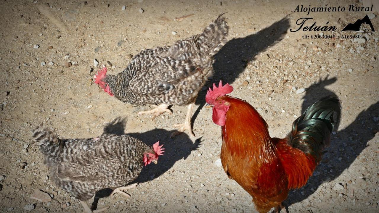 Alojamiento Rural Tetuan Árchez 외부 사진